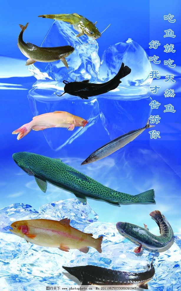 水產(chǎn)魚圖片 探索水產(chǎn)品世界的視覺盛宴