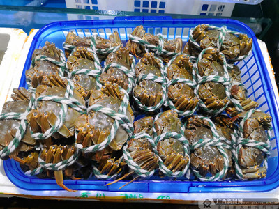 蟹黃流心，滿口生香 今年“只只爆膏”的大閘蟹盛宴開啟