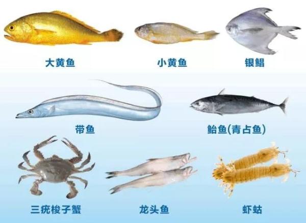 東海等海域即將迎來禁漁期 “熱氣”高檔海鮮每天一價