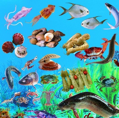 鰱魚之美 水產品中的鮮活主角